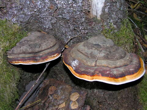 Image of Red-banded bracket