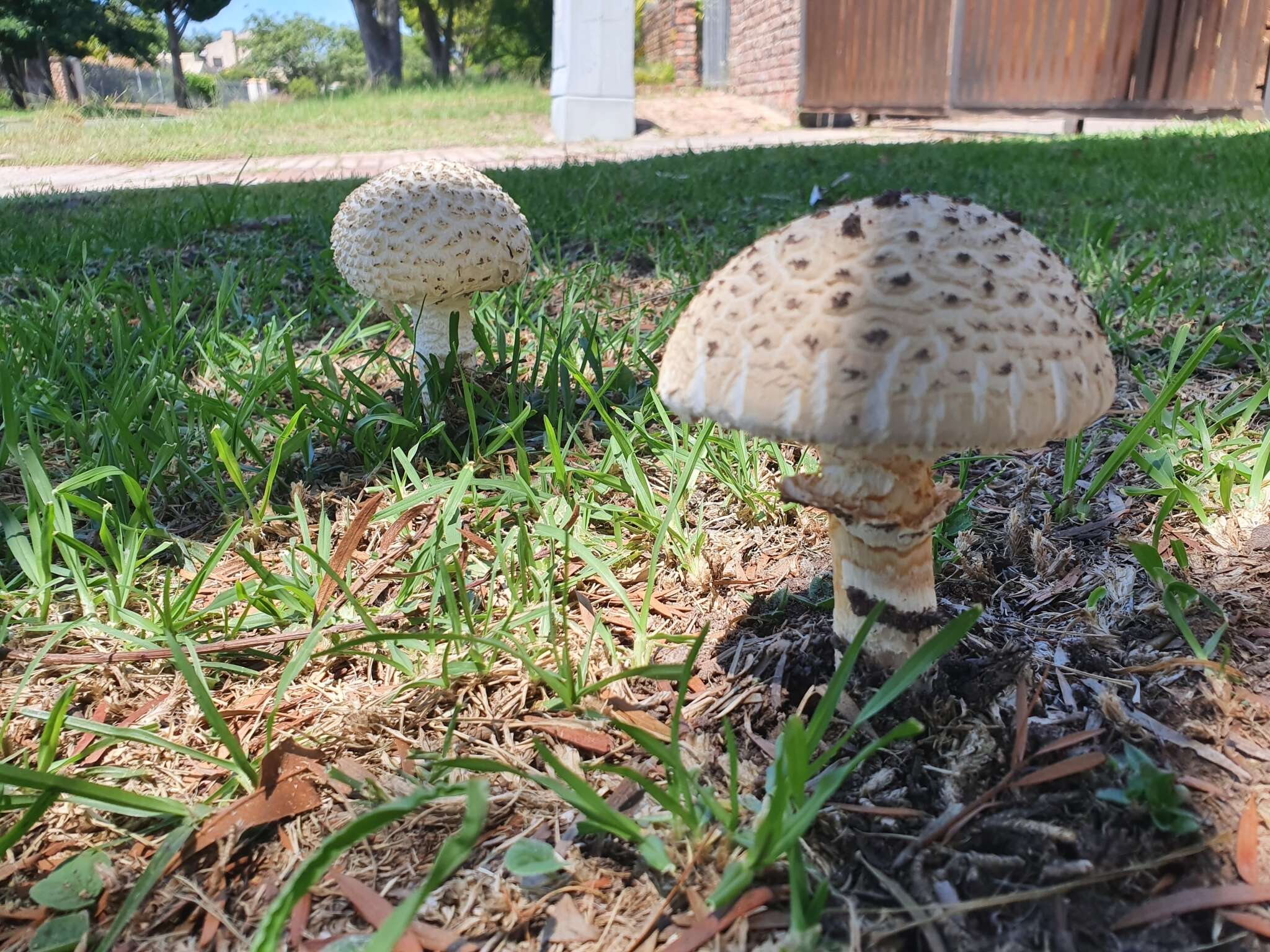 Image of Saproamanita foetidissima (D. A. Reid & Eicker) Redhead, Vizzini, Drehmel & Contu 2016