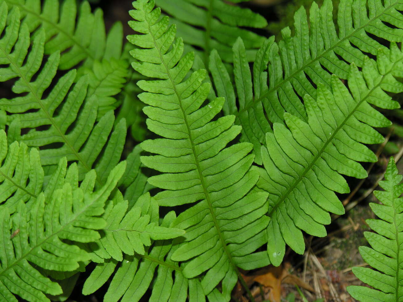 Image of common polypody