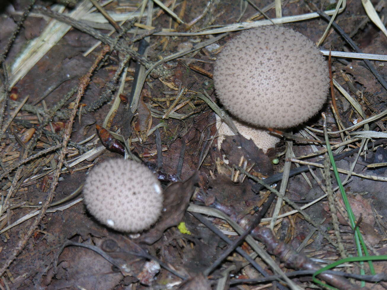 Imagem de Lycoperdon perlatum Pers. 1796