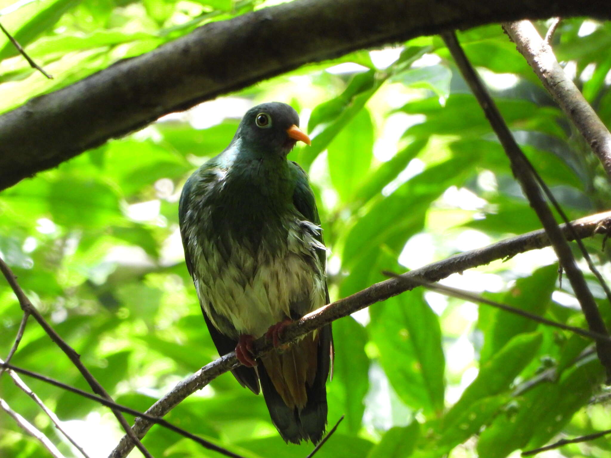 Image of Jambu Fruit Dove