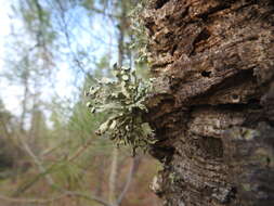 Image of Cartilage lichen