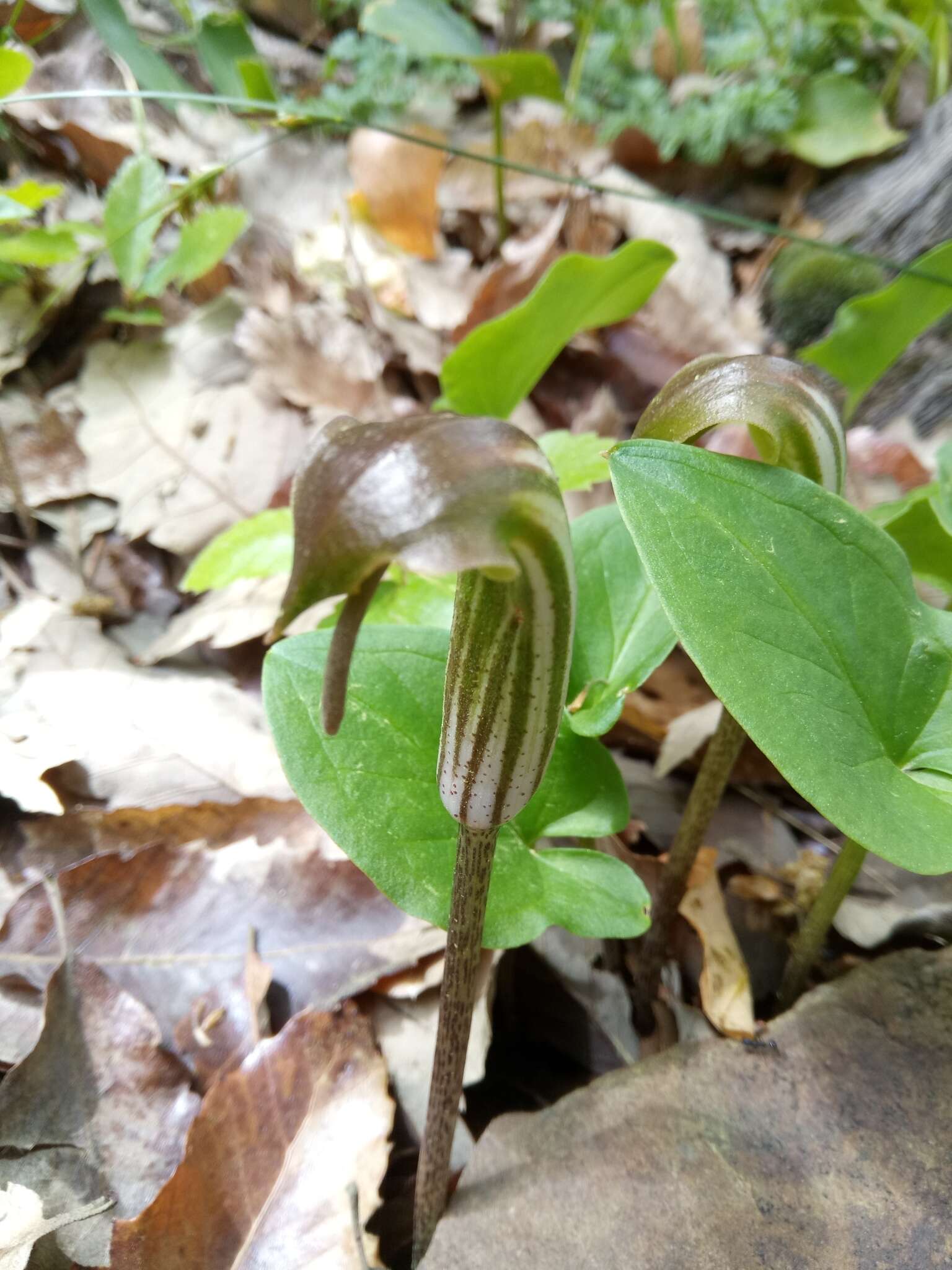 Image of Arisarum vulgare subsp. vulgare