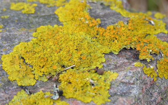 Image of orange wall lichen