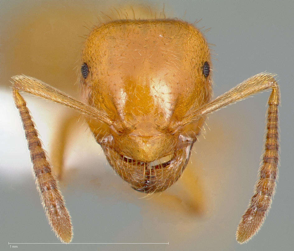 Image de Lasius latipes