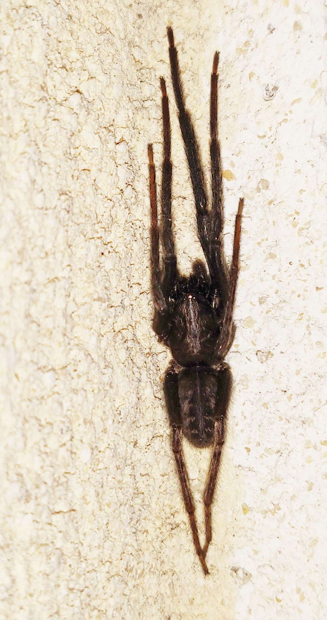 Image of Cellar Spider