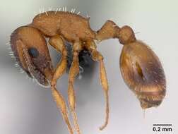 Imagem de Temnothorax albipennis