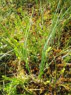 Image of beaked sedge