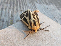 Image of Nais Tiger Moth