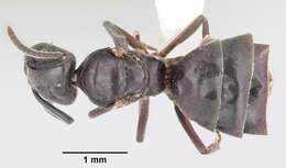 Image of Odorous House Ant