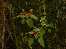 Image de Impatiens parasitica Bedd.