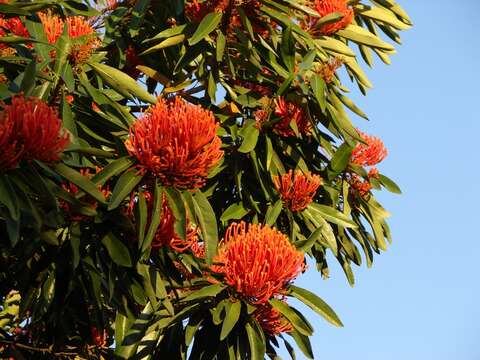 Image of Red silky oak