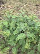 Mimosa tenuiflora (Willd.) Poir. resmi