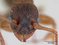Image of Myrmica lonae