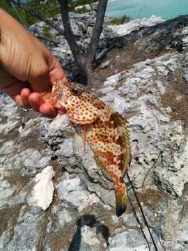 Epinephelus guttatus (Linnaeus 1758) resmi