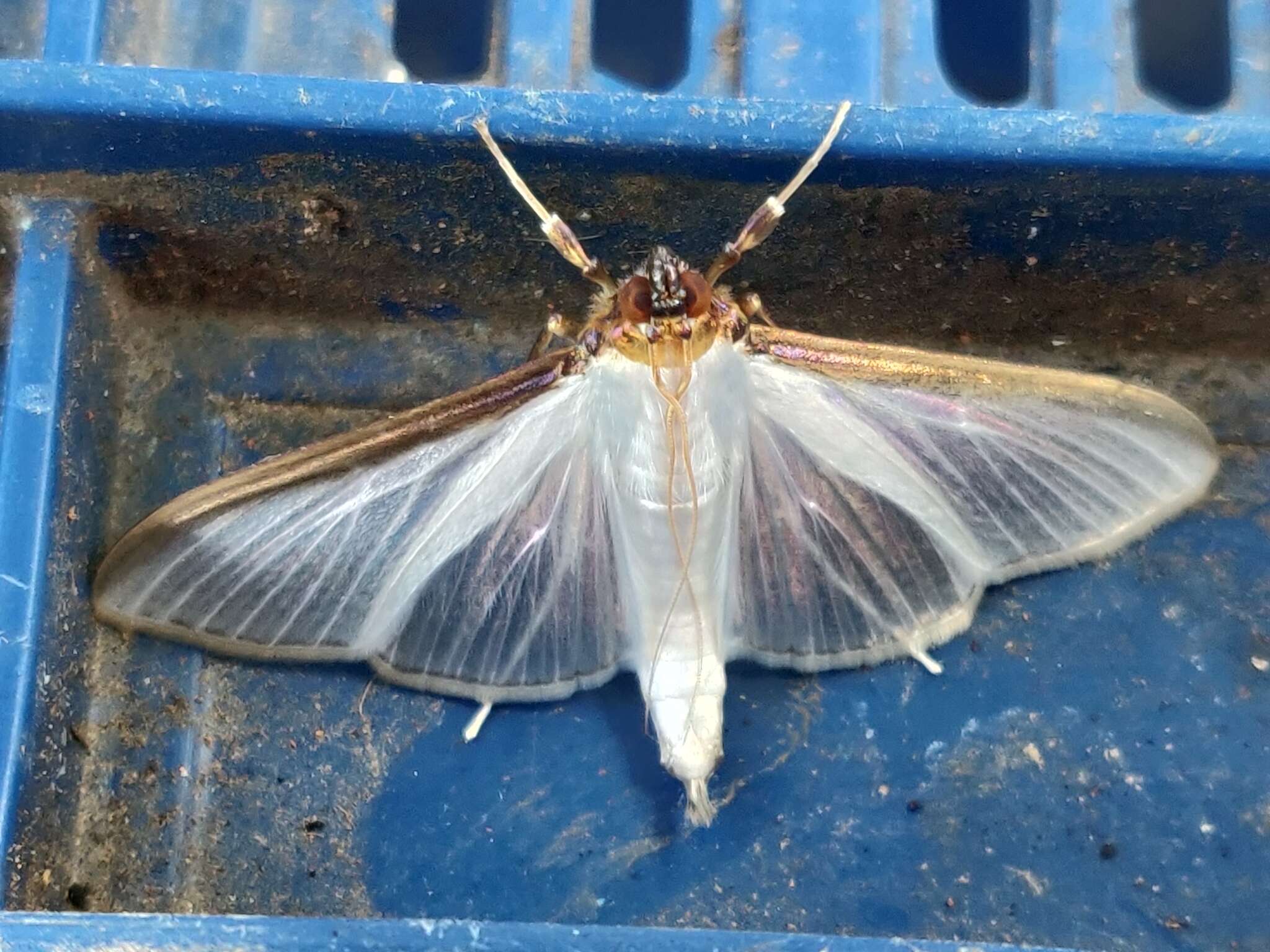 Cydalima laticostalis Guenée 1854 resmi