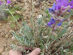 Image of Purple Locoweed