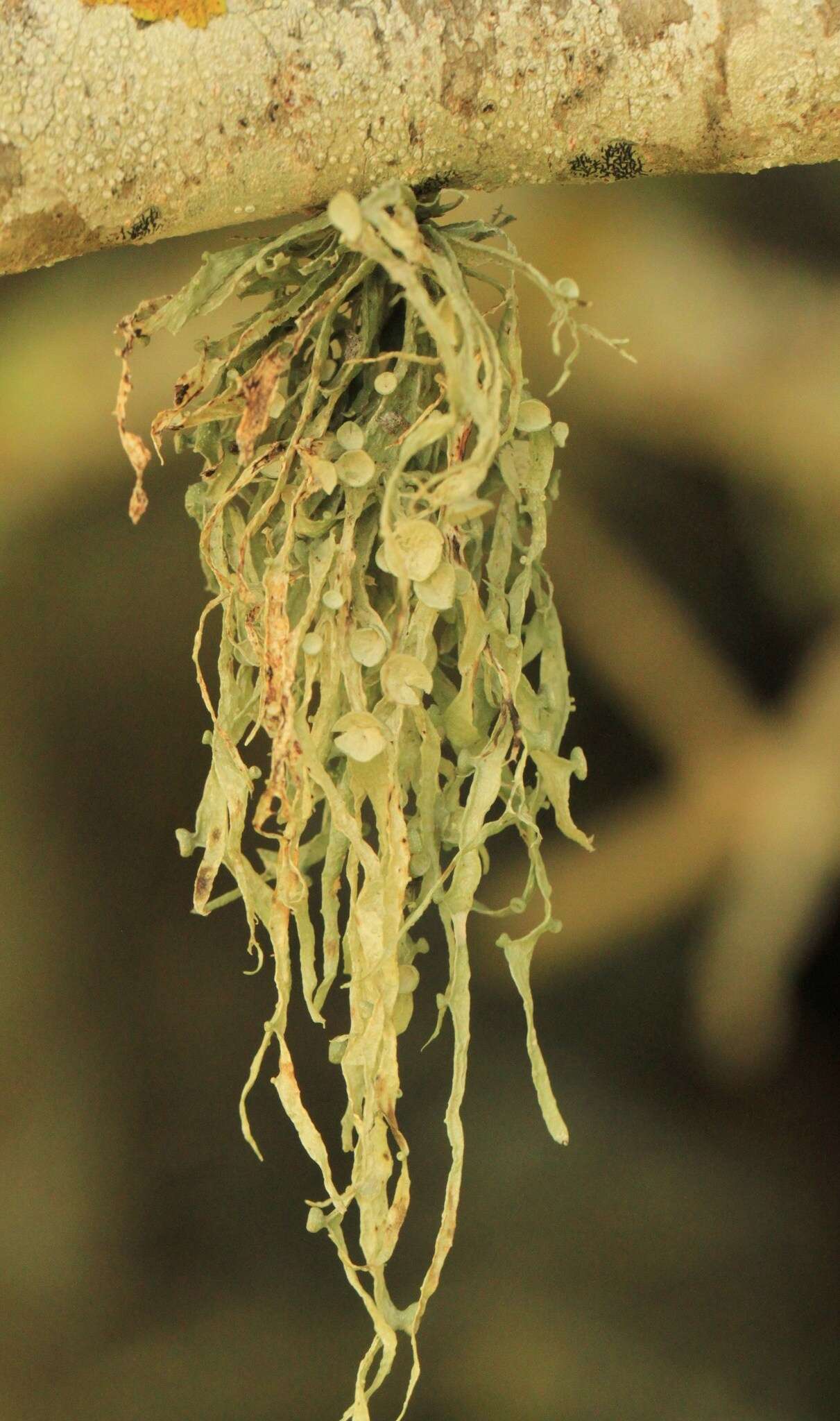 Imagem de Ramalina leptocarpha Tuck.