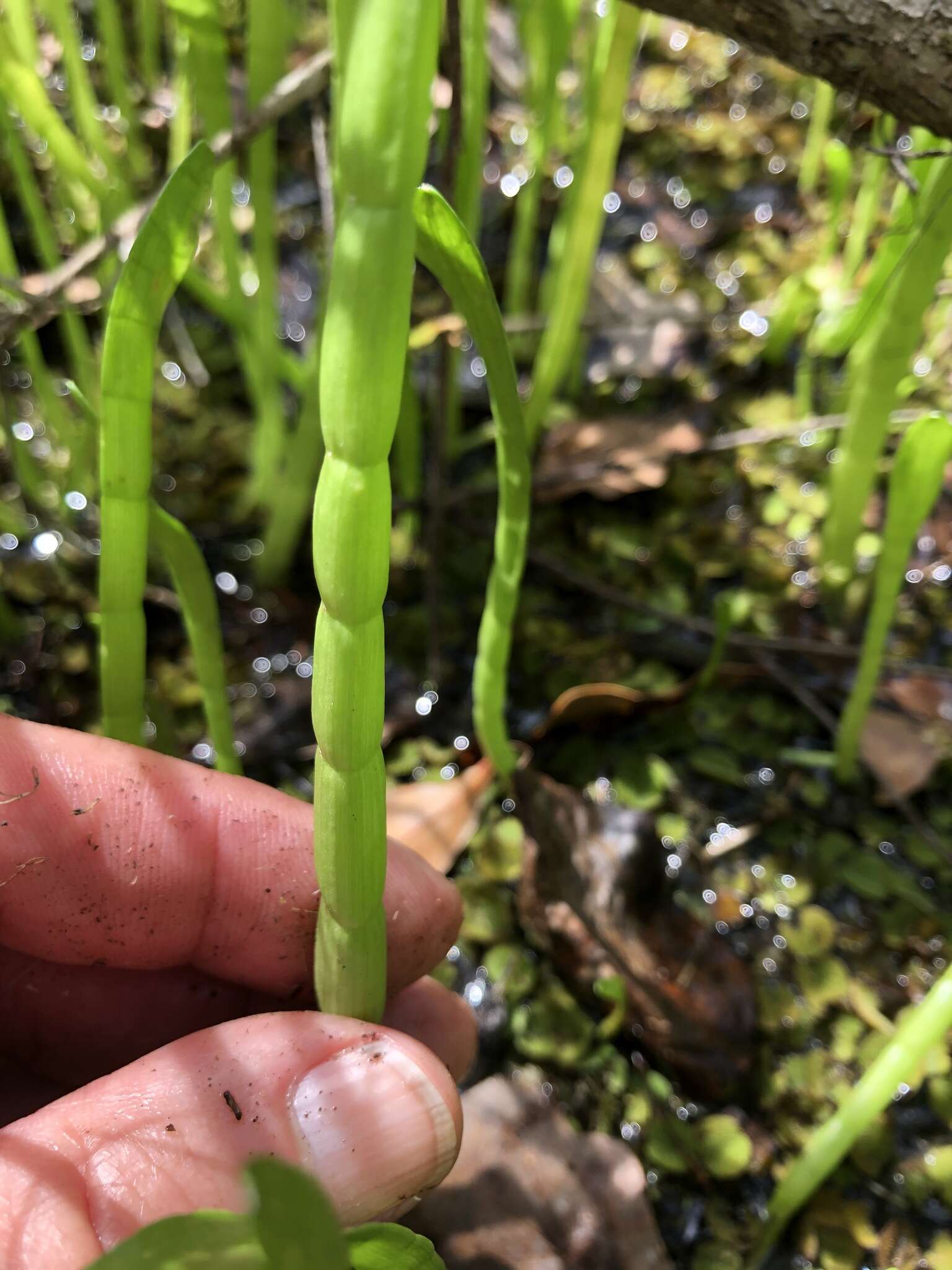 Image of Carolina Grasswort