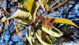 Image of Terminalia fagifolia Mart.