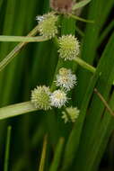 Sivun Sparganium subglobosum Morong kuva