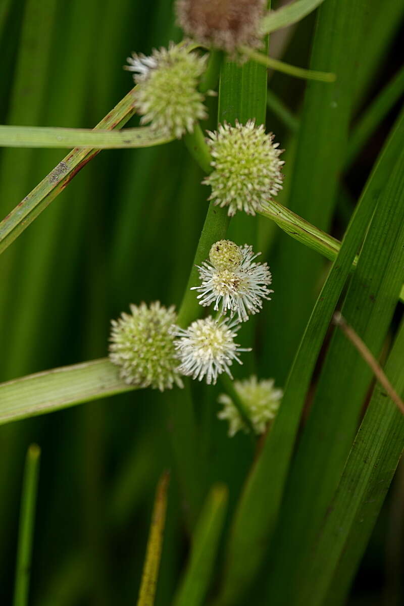 Imagem de Sparganium subglobosum Morong