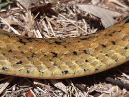 Image of Terre-De-Haut Racer