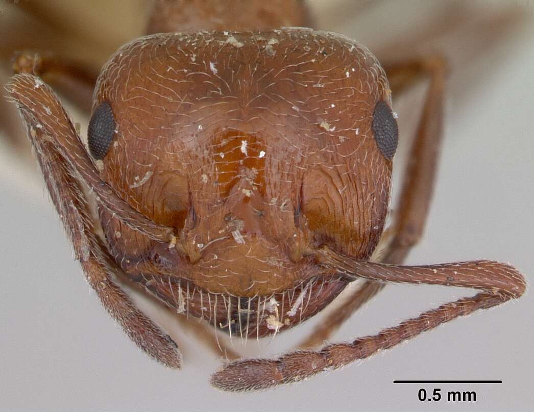 Image of Crematogaster aegyptiaca Mayr 1862