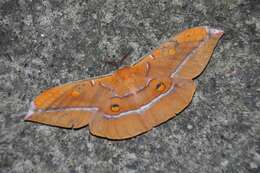 Image of Antheraea formosana Sonan 1937