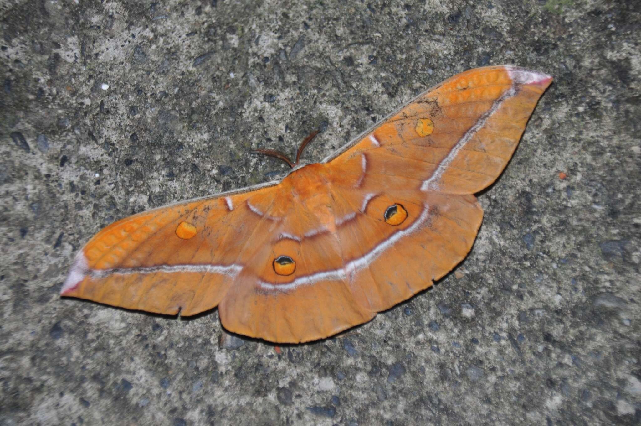 Antheraea formosana Sonan 1937的圖片