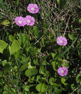 Image of Convolvulus coelesyriacus Boiss.