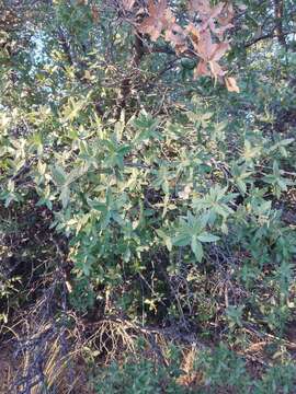 Image of Quercus peninsularis Trel.