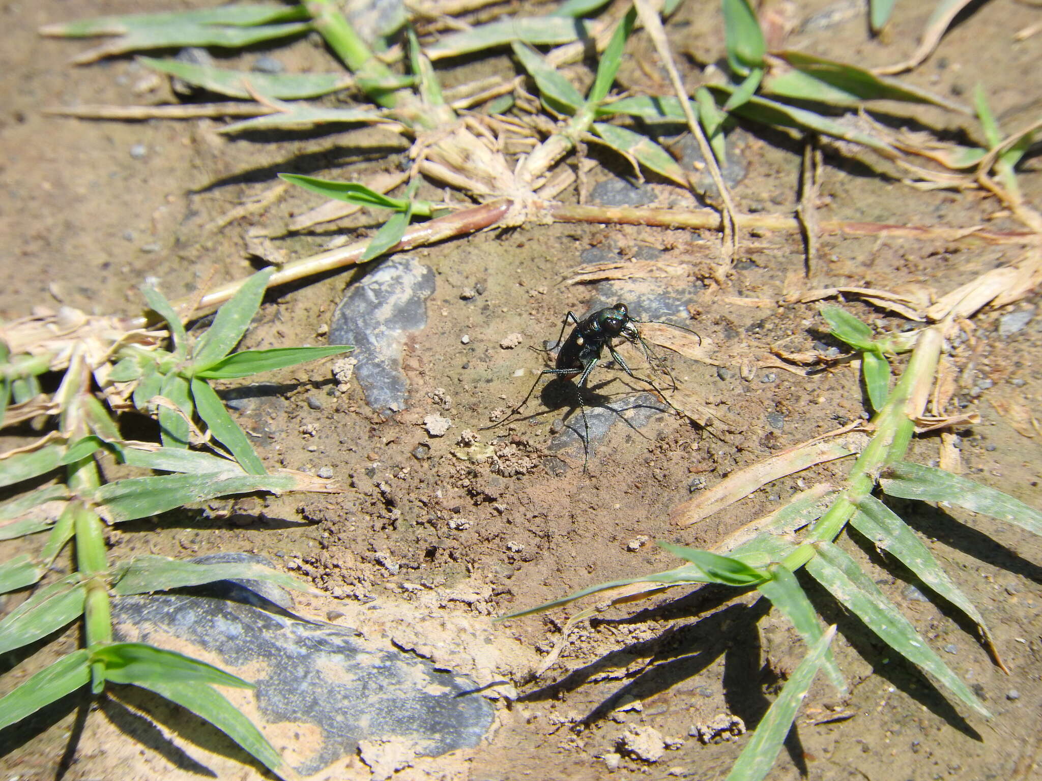 Image de Cicindela (Cicindelidia) sedecimpunctata Klug 1834