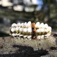 صورة Megalopyge defoliata Walker 1855