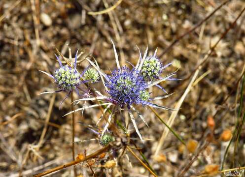 Image de Eryngium tenue Lam.