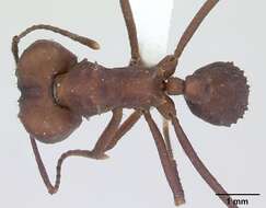 Imagem de Acromyrmex balzani (Emery 1890)