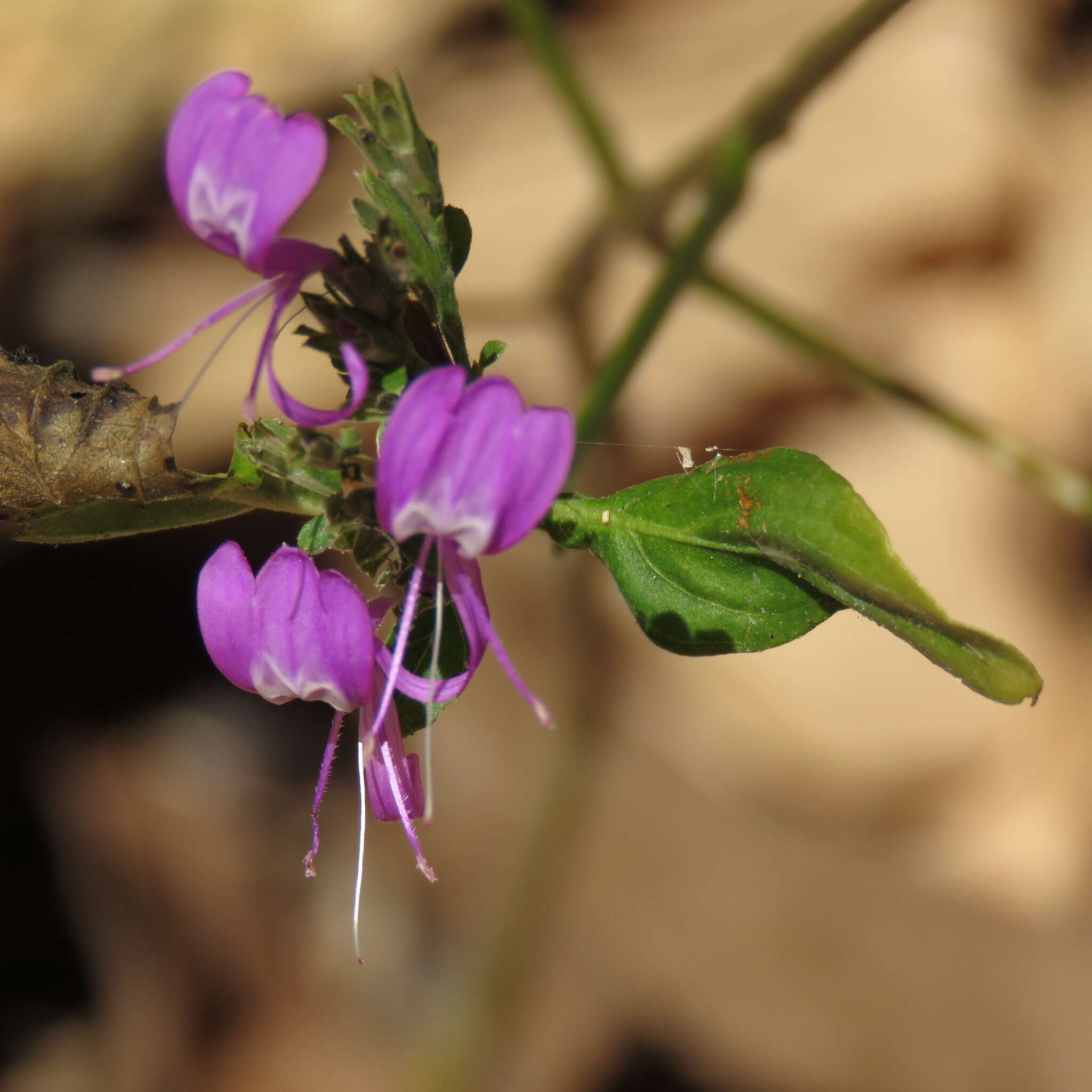 Hypoestes floribunda R. Br. resmi