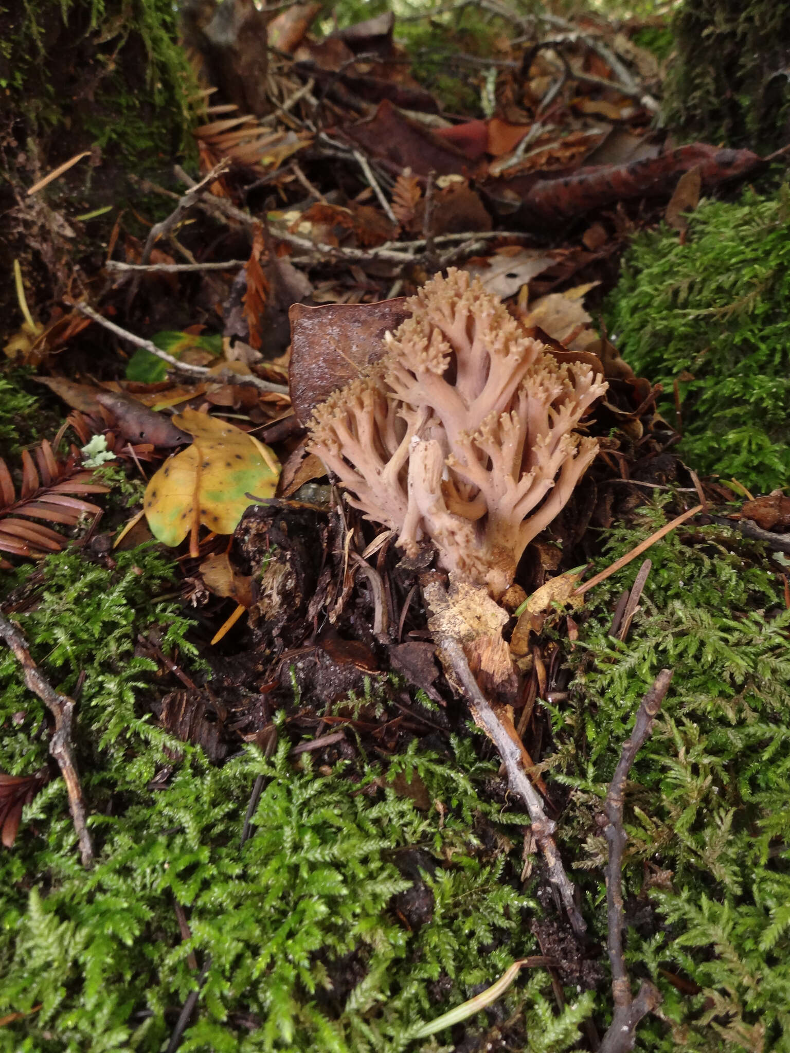 Image of Ramaria violaceibrunnea (Marr & D. E. Stuntz) R. H. Petersen 1986