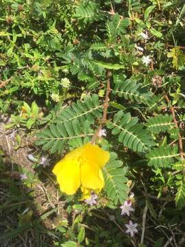 Image de Tribulus cistoides L.