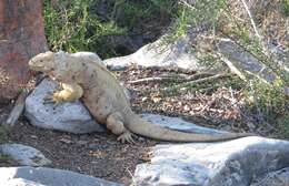 Image of Santa Fe Land Iguana