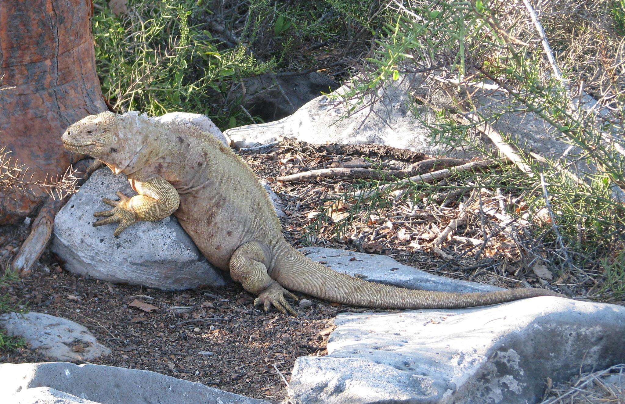 Image de Iguane terrestre de l'île Santa Fe