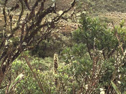 Puya goudotiana Mez的圖片