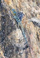 Image of Baja Blue Rock Lizard