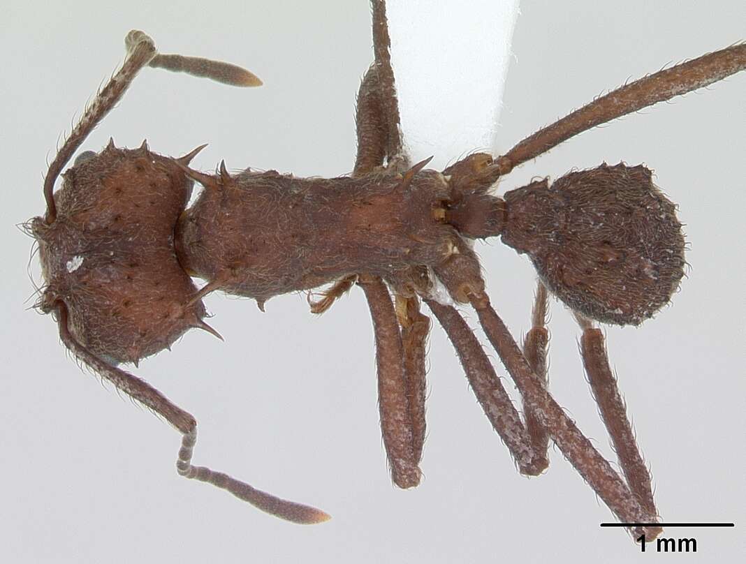 Imagem de Acromyrmex crassispinus (Forel 1909)