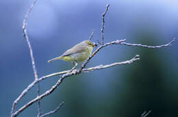 Image of Orange-crowned Warbler