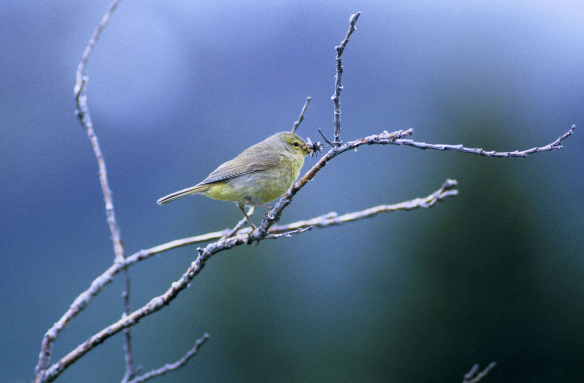 Image of Orange-crowned Warbler