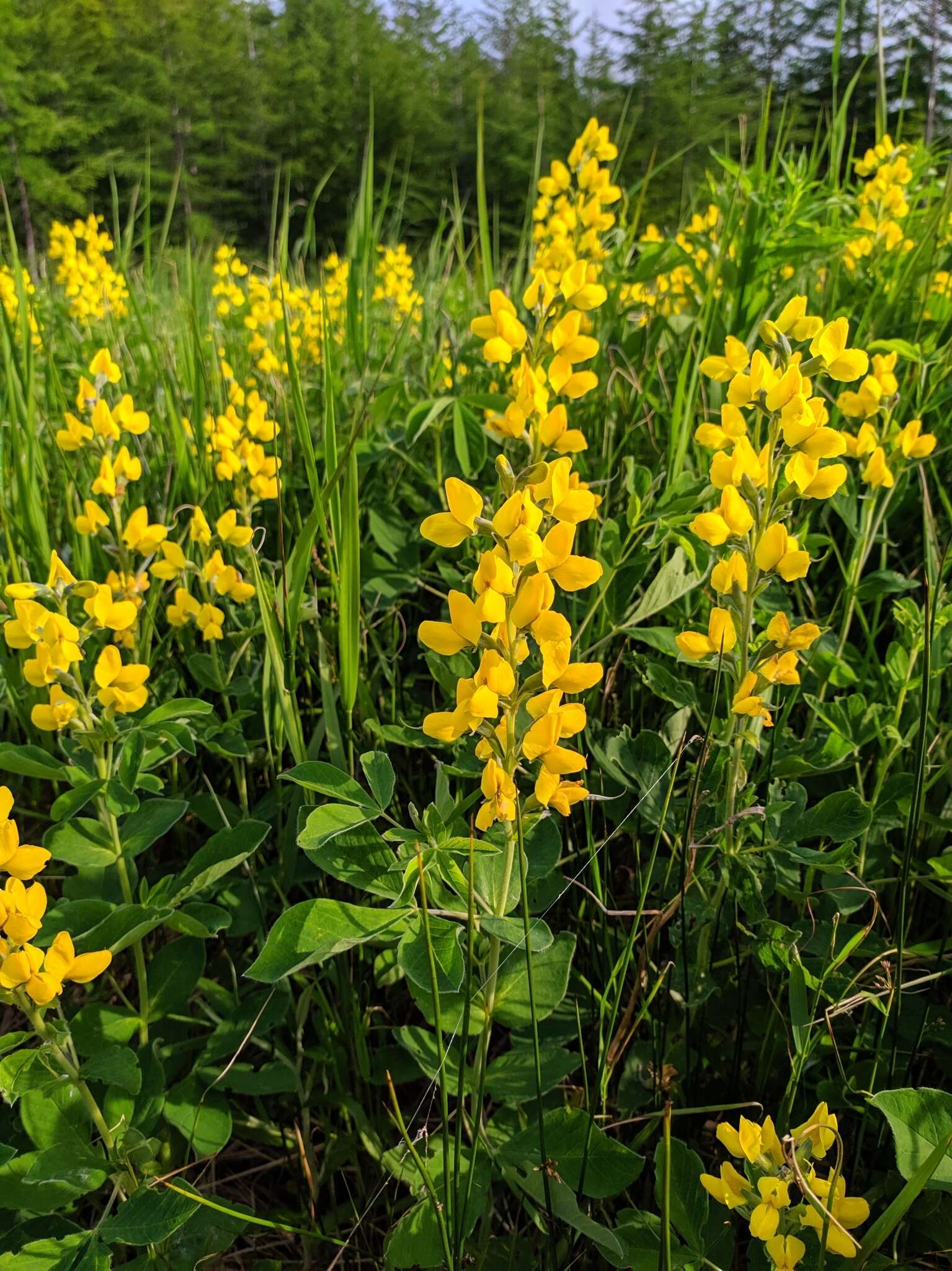 Image of Thermopsis lupinoides (L.) Link