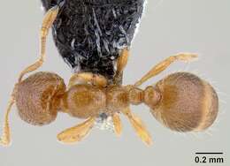 Image of Thief Ant