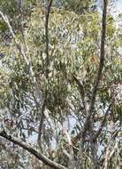 Image of northern gray ironbark