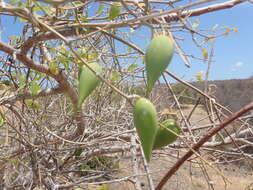 Image of Leptadenia madagascariensis Decne.